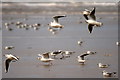 SD2913 : Gulls on Ainsdale beach by Mike Pennington