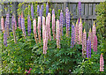 Lupins