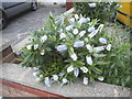 Garden flowers on The Chase, Burnt Oak