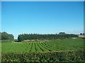 Potato field on the southern outskirts of Clough