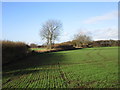 SE5416 : Autumn sown cereal crop adjacent to Stubbs Road by Jonathan Thacker