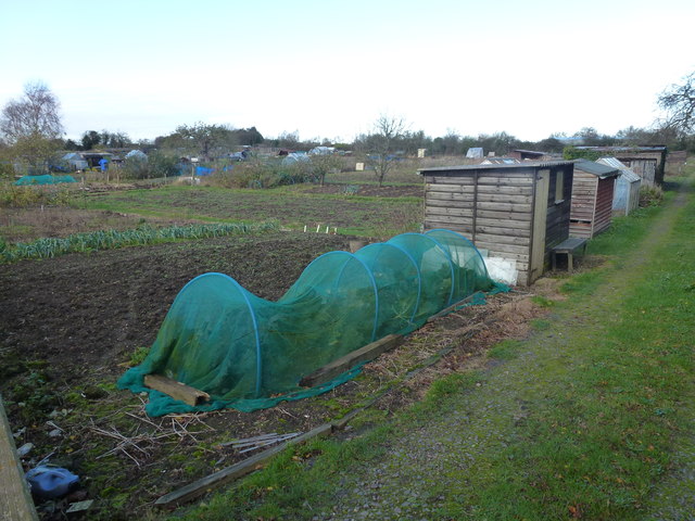 Allotments in Earith