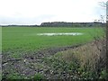 SE6661 : Waterlogged field east of Great Fir Plantation by Christine Johnstone