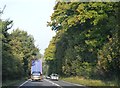 Trees by the A303