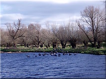 SK4925 : Geese and pollarded trees by the River Soar by Ian Calderwood