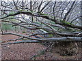 Two fallen trees, Wintry Wood, Epping