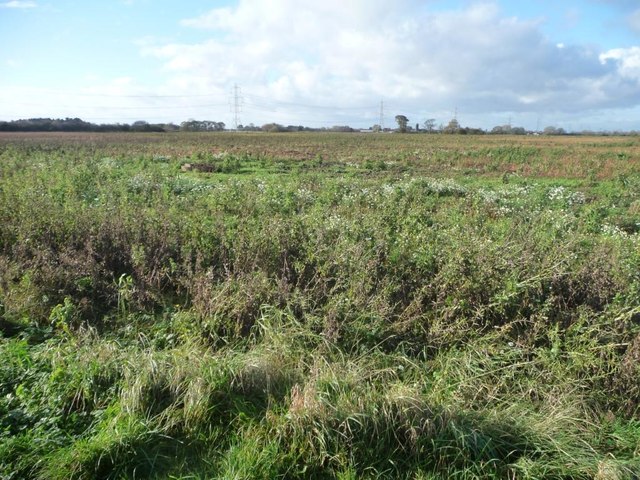 Uncultivated field, south of West Lilling