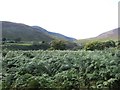 Bracken infestation in the lower Bloody Bridge River valley