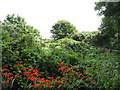 J3826 : Crocosmia adds colour to the shrubbery above the Bloody Bridge River by Eric Jones