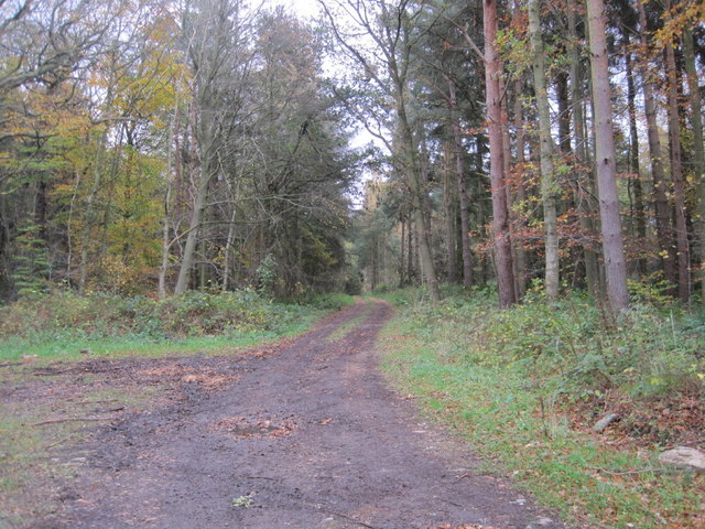 Track into Blubbery Wood