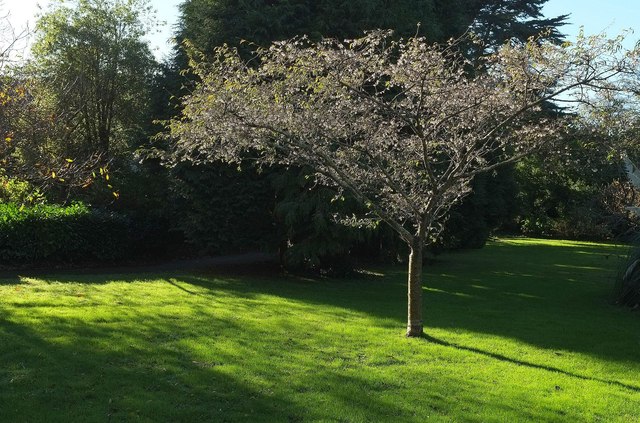 Cherry blossom in November, Tessier Gardens