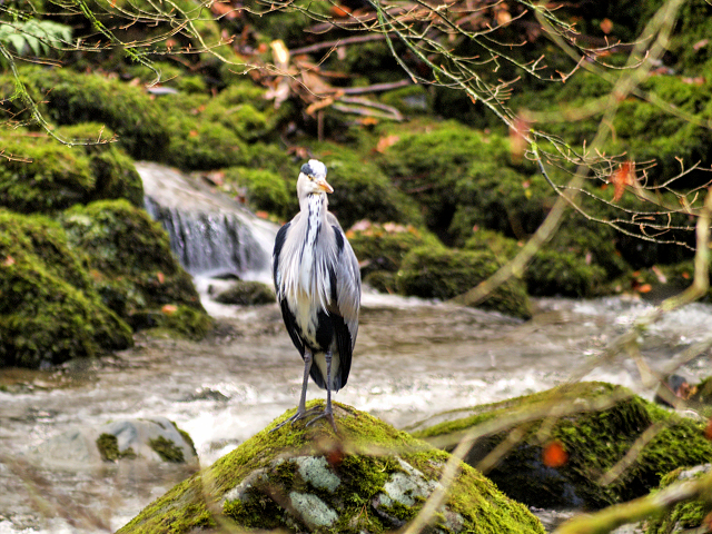 Grey Heron Standing in Stock Ghyll