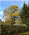 SU6072 : Garden in autumn, Bradfield, Berkshire by Oswald Bertram