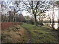 Birch woodland on coversand