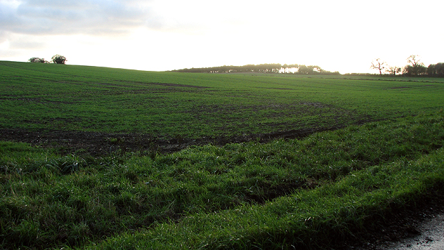 Winter cereal crop field, Hellington
