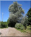 Tree by the bridleway