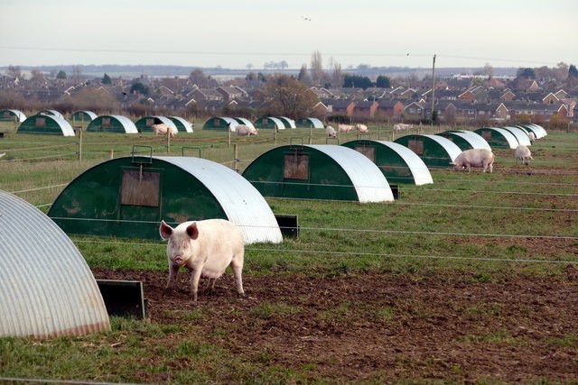 Pig farm near Ollerton