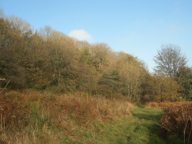 Candleston woodland in autumn (2)