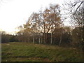 TQ1594 : Field by Elstree Road, Bushey Heath by David Howard