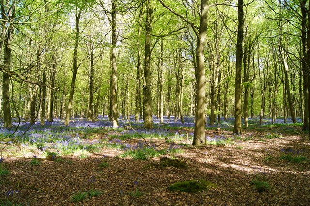 End of the bluebells - South Wood