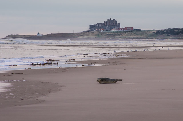 Common Seal on Ross Back Sands