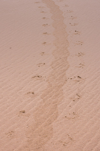Seal tracks, Ross Back Sands