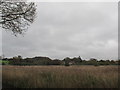 Over the reeds to Lower Holbrook.