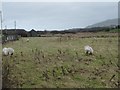 SH5564 : Sheep grazing between Waun and Penisa'r Waun by Christine Johnstone