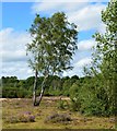 Leaning birch tree, Silchester Common, Hampshire