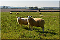 Farmland, Stoke, Hampshire