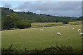 Sheep grazing, Nether Padley