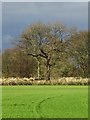 Field and trees near Steetley Plantation