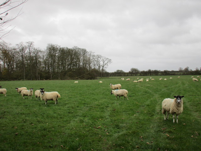 Sheep and Graves Pit