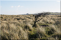 NU1437 : Windswept tree by Ian Capper