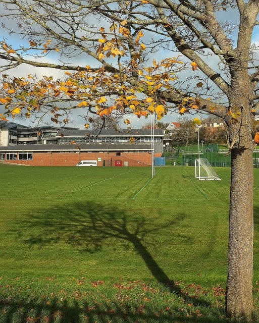 Tree, Torquay Academy