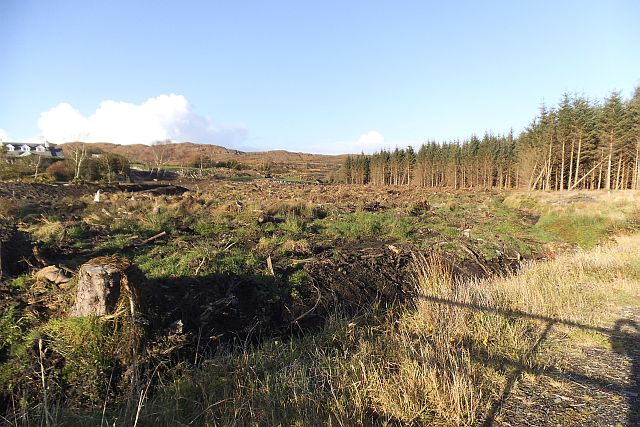 Clear felled conifers - Derryconnel Townland