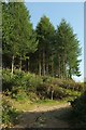 SX2458 : Polvean Wood by Derek Harper