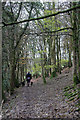 Path in Lydon Wood