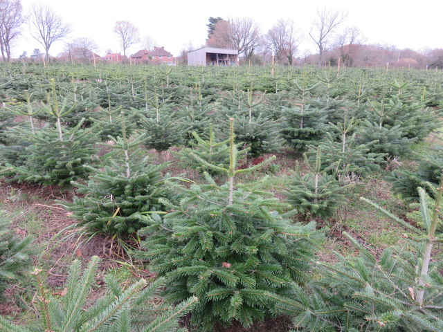 Christmas tree Farm near Five Oaks