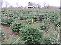 TQ1028 : Christmas tree Farm near Five Oaks by Richard Rogerson