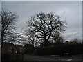 Oak, Lilacvale Way