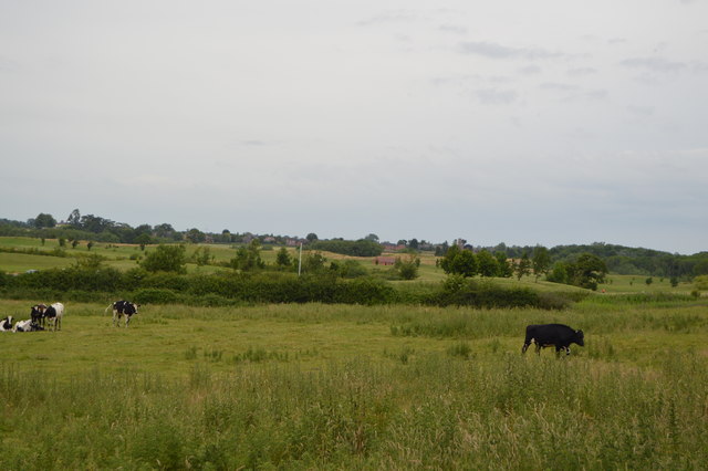 Cattle grazing © N Chadwick :: Geograph Britain and Ireland