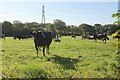 Cattle near Honiton Cross