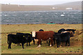 HP6309 : Sheltering cattle, Hamar, Baltasound by Mike Pennington