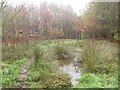 SD7234 : Extension to Billington Moor Plantation - pond by Stephen Craven