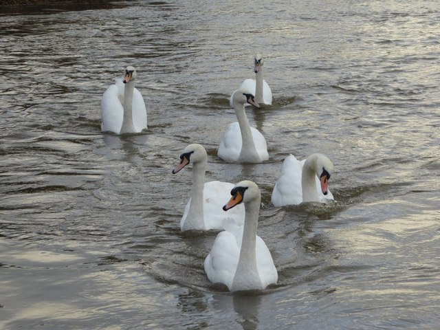 six swans