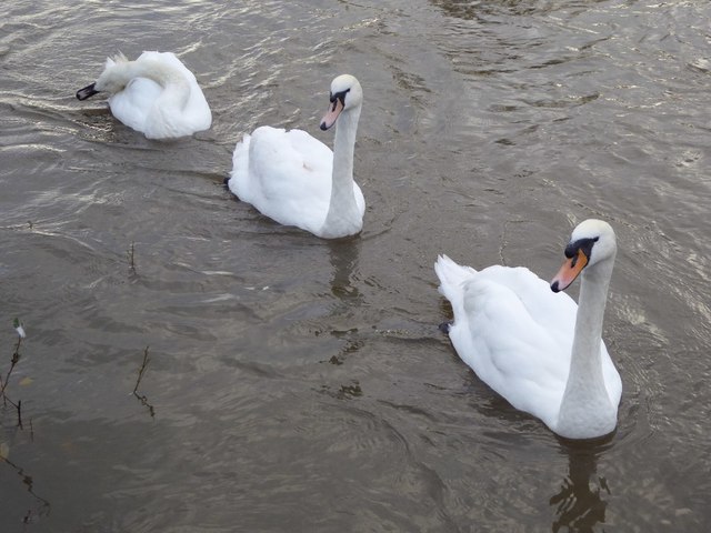 Three mute swans