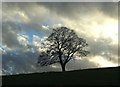 SK2885 : Tree silhouetted against a December sky by Neil Theasby