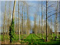 Poplar plantation near Pencoyd Court Farm