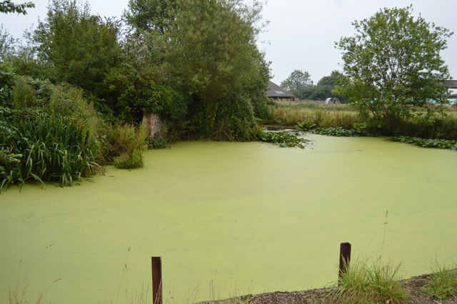 A Eutrophic pond